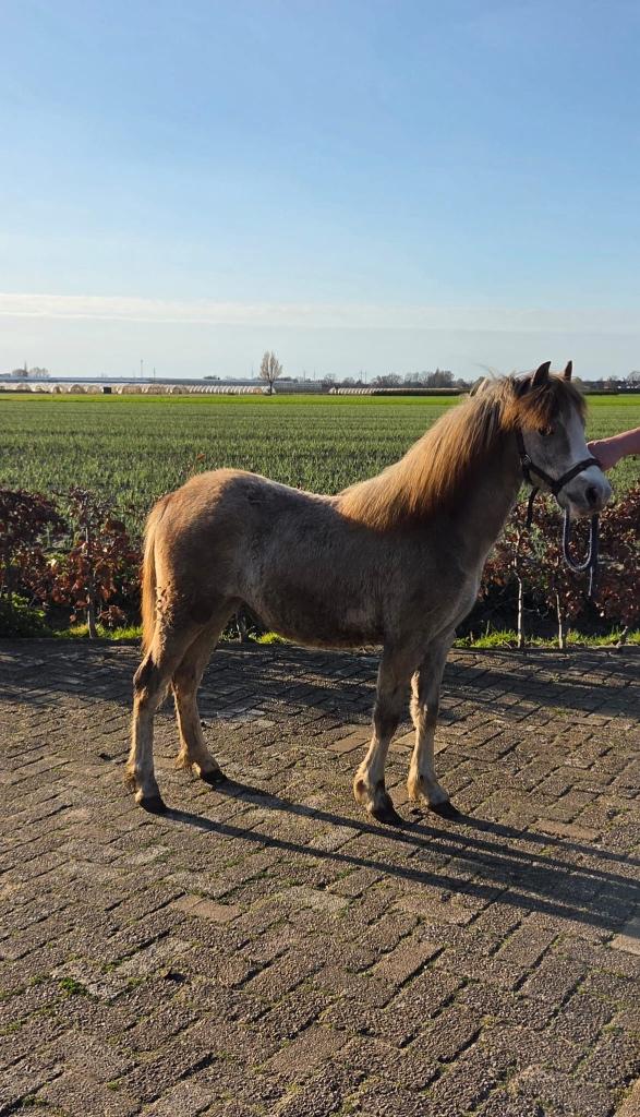 Jaarling Welsh merrie, Dieren en Toebehoren, Pony's, Merrie, Met stamboom, Niet van toepassing, 0 tot 2 jaar