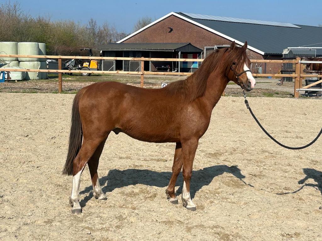 Supermooie 2 jarige welsh sectie B hengst, Dieren en Toebehoren, Met stamboom, Niet van toepassing, 0 tot 2 jaar, Hengst