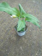 daslook kruid, Tuin en Terras, Planten | Tuinplanten, Vaste plant, Ophalen of Verzenden, Halfschaduw, Kruiden