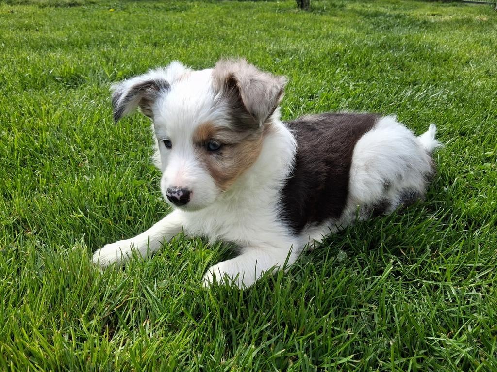 Border Collie pup (Teefje), Parvo, 8 tot 15 weken, Teef, Collie