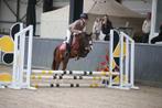 Betrouwbare beginnerspony’s , sportpony’s & Familiepony’s, Dieren en Toebehoren, Pony's, Ruin, 3 tot 6 jaar, B pony (1.17m tot 1.27m)