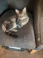 Te koop main coon xxl kittens €850,00, Dieren en Toebehoren, Kater, Gechipt, 0 tot 2 jaar