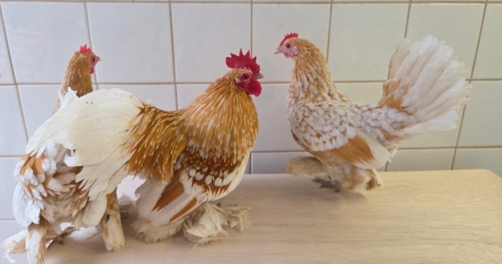 Gezocht sabelpootkriel, Meerdere dieren, Kip