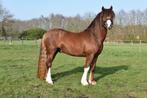 Knappe  3 jarige welsh c hengst, Dieren en Toebehoren, Paarden, Gechipt, Minder dan 160 cm, Hengst, 3 tot 6 jaar
