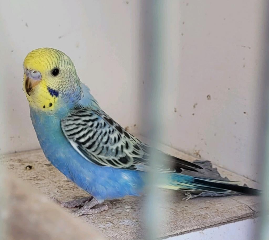 Grasparkieten, Dieren en Toebehoren, Vogels | Parkieten en Papegaaien, Meerdere dieren, Parkiet