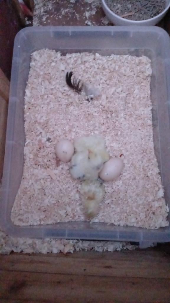 Broedeieren Wyandotte kriel Columbia, Dieren en Toebehoren, Pluimvee, Geslacht onbekend, Kip