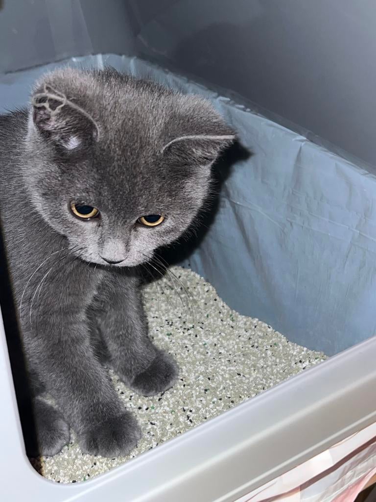 Dekkater beschikbaar | Half Brits Korthaar x Half Ragdoll, 0 tot 2 jaar