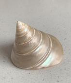 Schelp Parelmoer TROCHUS PYRAMIS - 7 cm hoog, Ophalen of Verzenden, Schelp(en)