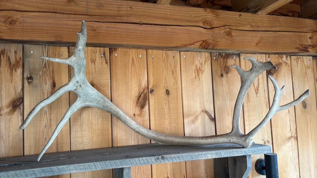 Landelijk Gewei  afwerpstang damhert hert heel groot, Ophalen, Zo goed als nieuw, Hert, Gewei of Kop