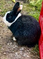 Prachtig Zwart-Wit Konijn met Blauwe Ogen (Uniek!), Dieren en Toebehoren, Konijnen, Mannelijk
