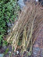 Wilgentenen GRATIS, Ophalen of Verzenden, Eenjarig, Overige soorten, Volle zon