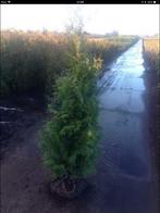 Thuja occ. Brabant ( conifeer ), Volle zon, Vaste plant, Bloeit niet, Ophalen