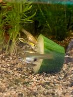 Endler guppy’s jong, Vis