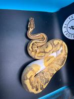 Volledige collectie Koningspythons te koop!, Dieren en Toebehoren, Slang, 0 tot 2 jaar