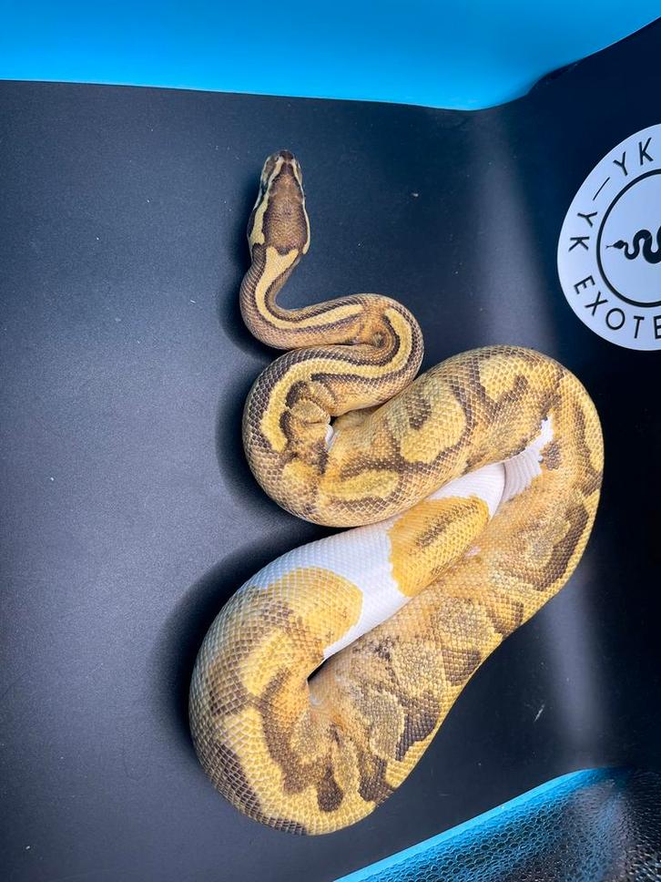 Volledige collectie Koningspythons te koop! Ball Python - male for sale from Yordi