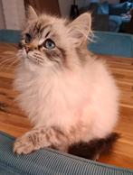 Siberische neva masquerade poesje met stamboom, Poes, Met stamboom