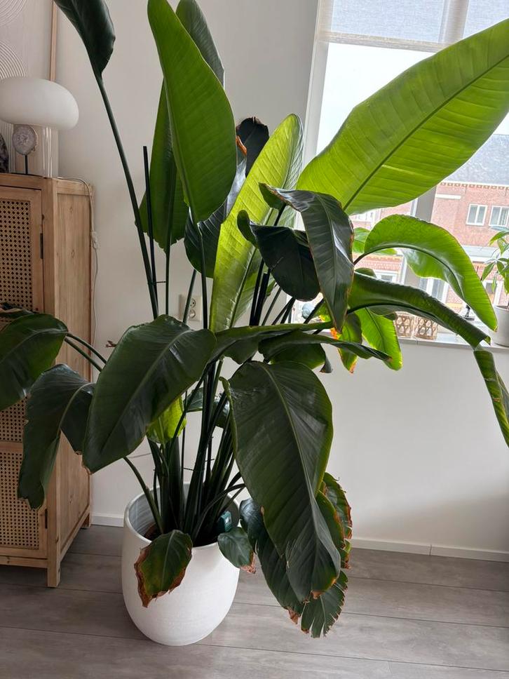 Strelitzia plant inclusief pot, Huis en Inrichting, Kamerplanten, Overige soorten, 150 tot 200 cm, Groene kamerplant, Halfschaduw