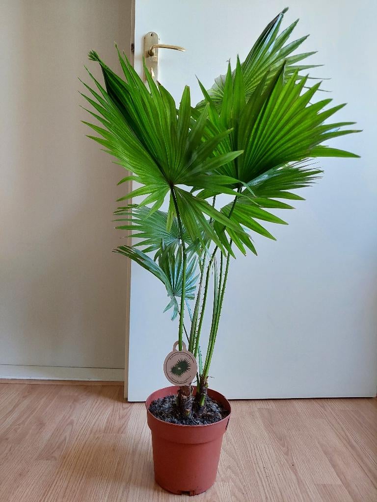 Livistona Rotundifolia - Waaierpalm H: 100 cm., Huis en Inrichting, Kamerplanten, Ophalen, 100 tot 150 cm, Palm, Halfschaduw