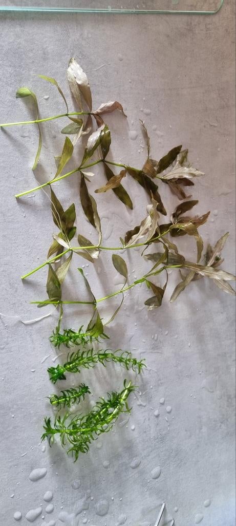 Aquarium planten van alles wat o.a. javamos, Ophalen