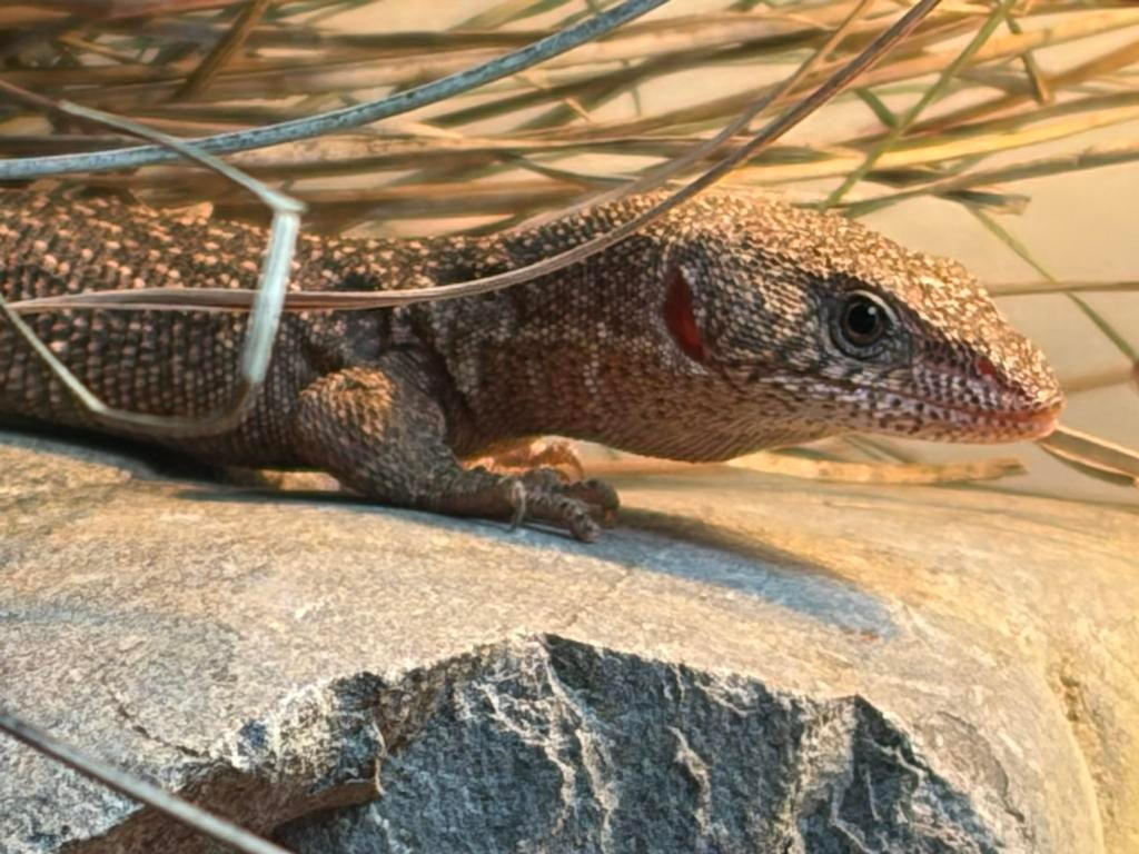 Varanus Primordius 2025 Monitor Lizard - unknown for sale from frank
