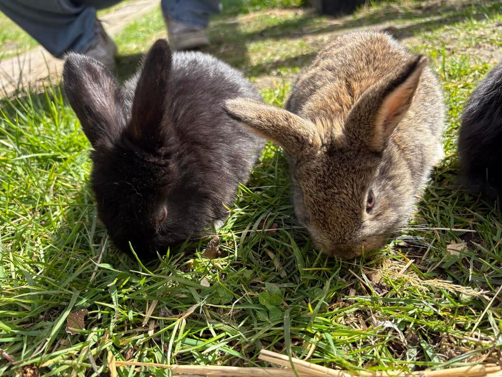 dwerg konijnen, Vrouwelijk, Dwerg