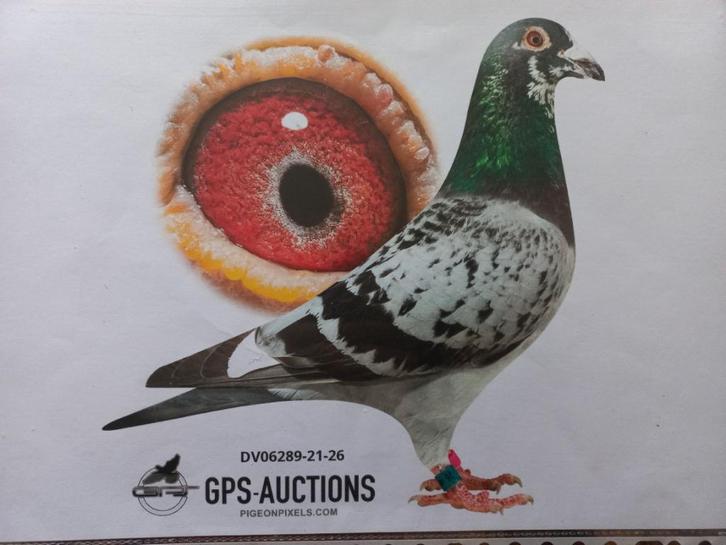 Jonge duiven te koop uit bewezen koppels, Dieren en Toebehoren, Vogels | Duiven, Postduif, Geslacht onbekend