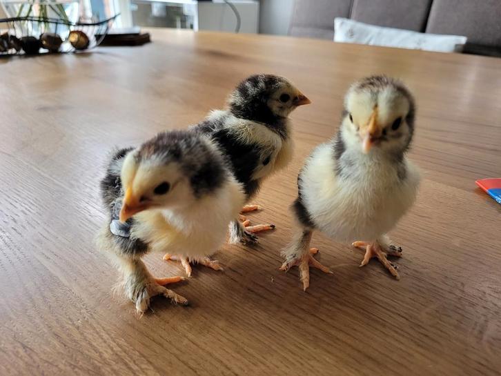 Cochin kriel kuikens, Dieren en Toebehoren, Pluimvee, Kip, Geslacht onbekend