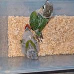 Pyrrhura molinae jonge te koop, Geslacht onbekend, Parkiet, Geringd