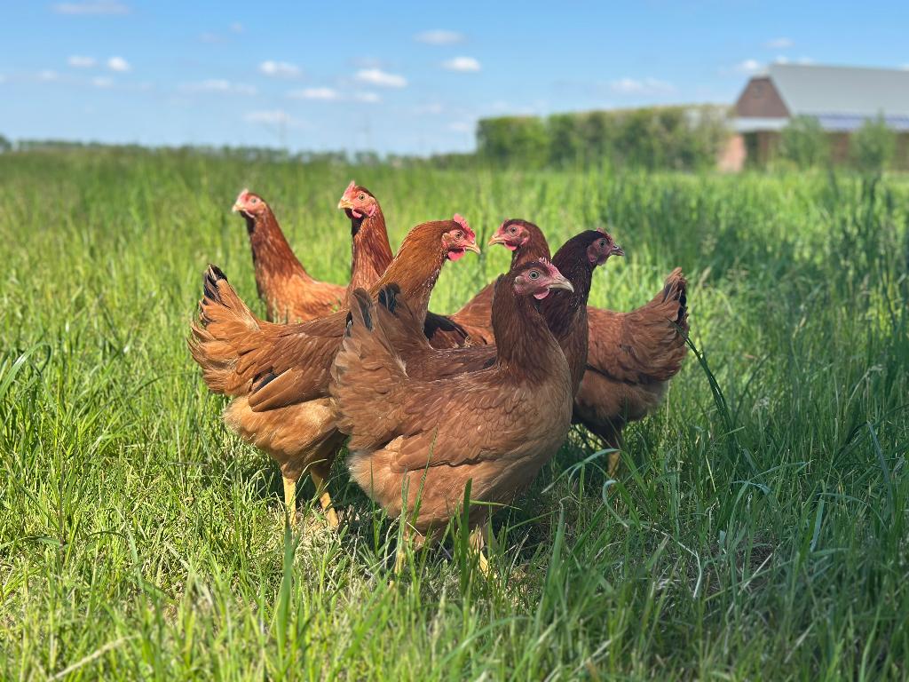 Jonge tamme Red Star kippen gesekst en ingeënt, Dieren en Toebehoren, Pluimvee, Vrouwelijk, Kip