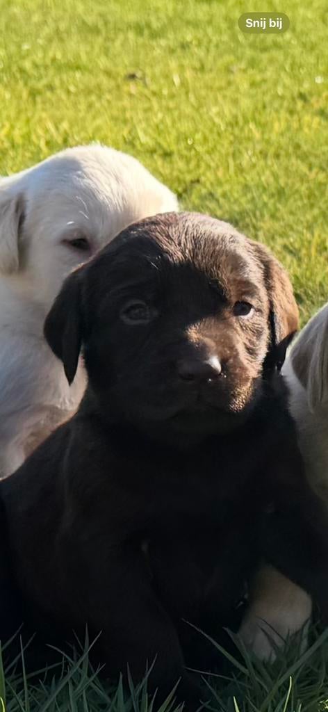 Lieve knappe labrador pups te koop, Dieren en Toebehoren, Honden | Retrievers, Spaniëls en Waterhonden, 8 tot 15 weken, Labrador retriever