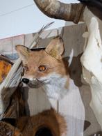 opgezet vos borst preparaat hert taxidermie, Ophalen of Verzenden, Nieuw, Wild dier, Opgezet dier