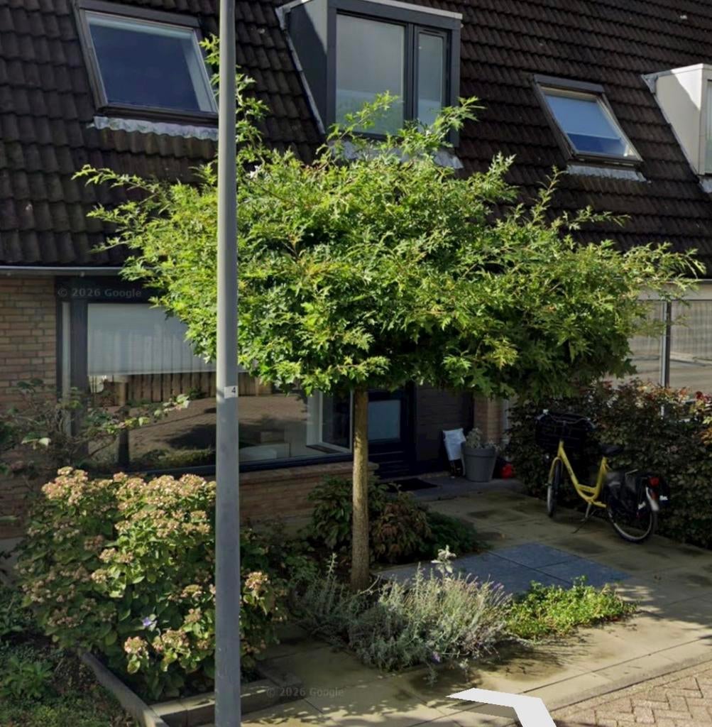 Gratis (Bolamber?) boom - zelf uitgraven, Tuin en Terras, Planten | Bomen, Bloeit niet, Overige soorten, 250 tot 400 cm, Ophalen