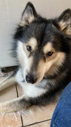 Dekreu let op niet te koop!, 6 jaar of ouder, Reu, Poolhond, Parvo