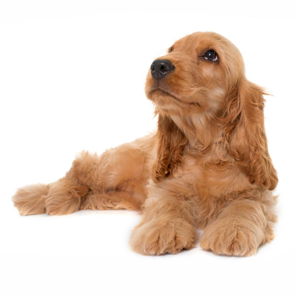 Gezocht: gouden/blonde Cocker Spaniel teefje puppy, Ophalen, Zo goed als nieuw, Hond of Kat, Beeldje of Figuurtje