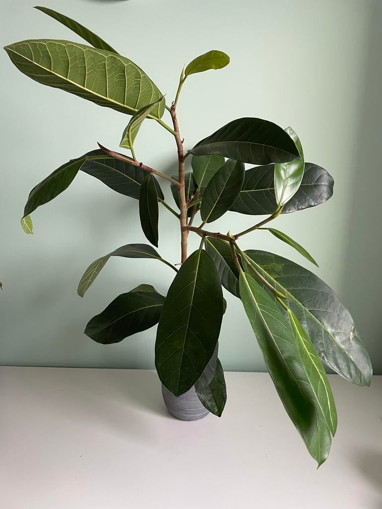 Ficus benghalensis - Banyan vijg, Ophalen, Ficus, In pot, Minder dan 100 cm