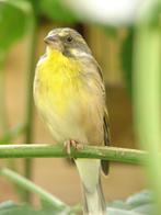 Jonge Crithagra citrinipectus, Citroenborst edelzangers, Meerdere dieren, Tropenvogel, Geringd