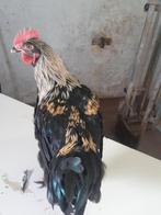 Marans haan., Mannelijk, Kip