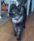 Main coon kruising (poes) 2 jaar, Dieren en Toebehoren, Poes, 0 tot 2 jaar