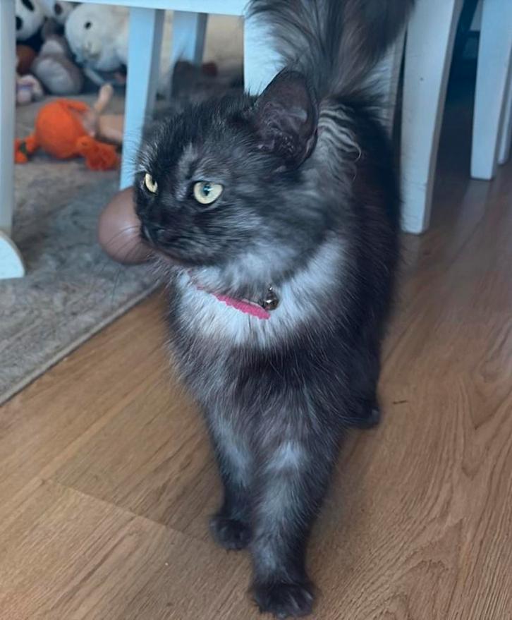 Main coon kruising (poes) 2 jaar, Dieren en Toebehoren, Katten en Kittens | Overige Katten, Poes, 0 tot 2 jaar