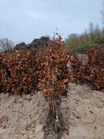 Beukenhaag planten - Fagus Sylvatica actie laatste, Bloeit niet, Halfschaduw, 100 tot 250 cm, Overige soorten
