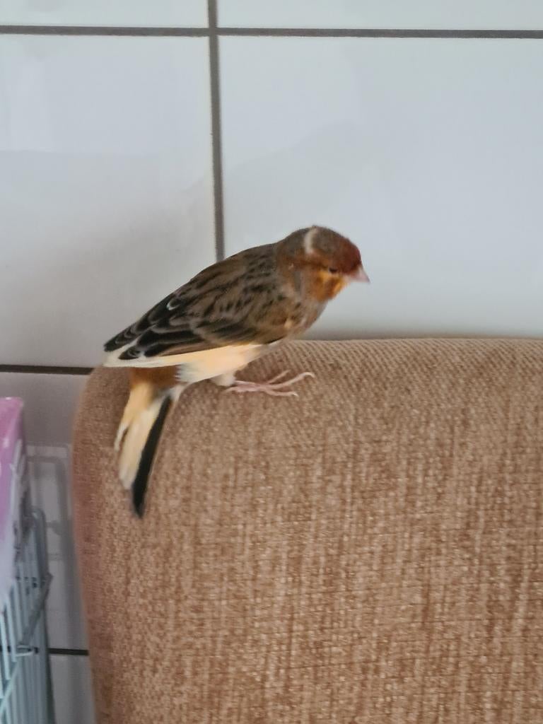 Kanarie  man, Dieren en Toebehoren, Vogels | Kanaries, Mannelijk, Kleurkanarie