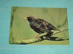 16) Kleuren ansichtkaart  Spreeuw Vogels, Ophalen of Verzenden, 1980 tot heden, Gelopen, Vogel