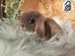 Raszuiver baby minilop konijn voedster (transport mogelijk), Dieren en Toebehoren, Konijnen, Vrouwelijk, Dwerg, Hangoor, 0 tot 2 jaar