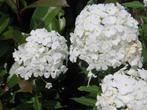 Vaste plant: Witte phlox 5 euro, Volle zon, Vaste plant, Zomer, Ophalen