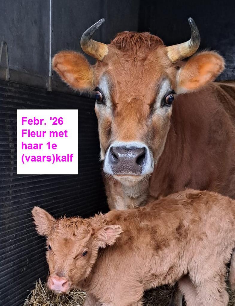 Jersey zoogstel met vaarskalf A2/A2 PRACHTIG, Dieren en Toebehoren, Runderen, Vrouwelijk, 3 tot 6 jaar