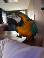 Blauw gele ara, Dieren en Toebehoren, Vrouwelijk, Papegaai, Tam