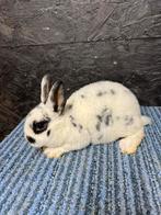 Jonge dalmatiner dwerg rexen, Dieren en Toebehoren, Mannelijk, Dwerg, 0 tot 2 jaar