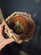 Vogelnest bloempot, Ophalen of Verzenden, Meerdere media