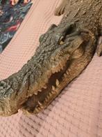 Krokodil 75 cm, Ophalen of Verzenden