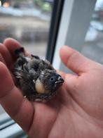 Zibravinken Tam, Dieren en Toebehoren, Vogels | Overige Vogels